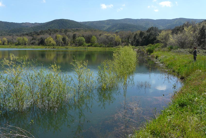 Salamandrine di Maremma